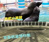 「夏休み満喫！　京都水族館と鉄道博物館へ」