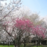春爛漫！　満開に咲き誇る桜～智光山公園～