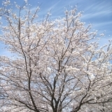 春爛漫！　満開に咲き誇る桜～入間川河川敷～