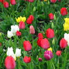 【No.169】　思い出した　春の花
