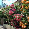【No.170】　薔薇が咲いてる　落合前編