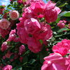 【No.171】　薔薇が咲いてる　落合後編