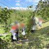 「地元小学生が梅もぎ体験にやってきました！道の駅木曽福島」