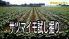 「サツマイモ試し掘り！肥料成分の違いで生育状況が変わります　タネのハシモト」