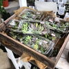 「多肉植物カット芽」
