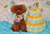 「Anniversary　photo」