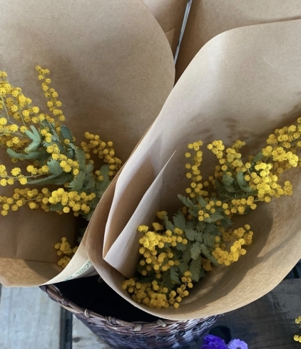 ミモザドライ販売中です 朝霞駅東口の花屋まるよしです 花屋まるよしのニュース まいぷれ 朝霞 志木 新座 和光