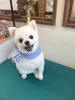 8月1日 ホテル カットコースのおもちちゃん 犬猫のトリミング屋さんぽちのうち 犬 猫のトリミング屋さん ぽちのうちのニュース まいぷれ 船橋市