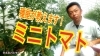 「ミニトマト　‘種屋’目線でお届けします　タネのハシモト」