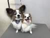 8月22日 シャンプーコースのひなちゃん サスケちゃん 犬猫のトリミング屋さんぽちのうち 犬 猫のトリミング屋さん ぽちのうちのニュース まいぷれ 船橋市