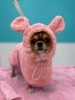 くまさんガウンで保湿中「泡パックでさっぱり！トリミング中のお写真ご紹介🐶🫧」