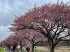 「八千代河津桜まつり【白井市訪問介護・相談支援】【桜・まつり・B級グルメ】」