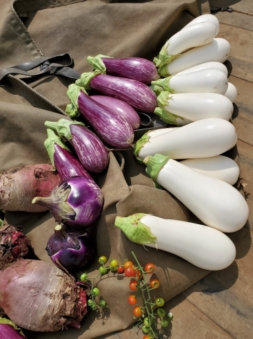 「☆カラフル野菜の小山農園、秋の気配、畑では感じられます☆」