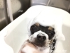 「覆面レスラー　(/・ω・)/」