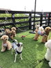 「ましゅまろ幼稚園　(*´ω｀*)」