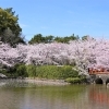 刈谷市のお花見・桜スポット