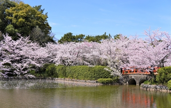 刈谷市のお花見・桜スポット