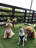 「ましゅまろ幼稚園 （＾∇＾）Ⅲ」