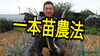 「簡単☆ネギ苗の植え方　タネのハシモト」