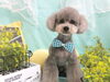 「可愛くカット＆記念写真★新潟市トリミングサロン♪★HappyTail」