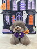 リリーちゃん「Happy Halloween 2026🎃」