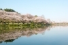 盛岡 高松の池 お花見特集 まいぷれ 盛岡 滝沢 二戸 八幡平 雫石