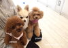 「おはようございます （＾Ｏ＾）」