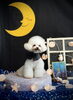 クレアちゃん「お月さまとわんこ🌛」