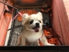 9月5日 カットコースのロンちゃん 犬猫のトリミング屋