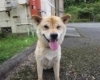 「飼い主さんを探しています！！御殿場保健所で保護収容」