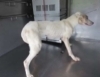 「飼い主さんを探しています！！御殿場保健所で保護収容」