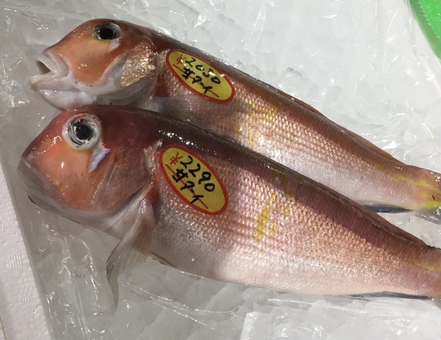「魚魚市場鮮魚コーナーおすすめは「イサキ・ヒラアジ」です♪」