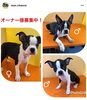 「ボストンテリア」