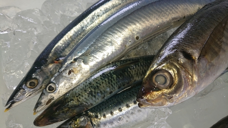 「今日も新サンマ、カツオなど取り揃えて、お待ちしてます！！」