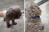 「迷い犬を保護しています【新居浜市役所環境保全課】」