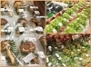 「秋の味覚発進！」