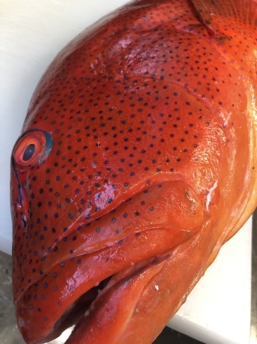 スジアラです アカジンミーバイとも呼ばれる魚になります 日本料理 多奈可やのニュース まいぷれ 新発田 胎内 聖籠