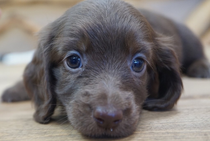 「ミニチュアダックスフンド専門犬舎」