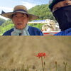 「お彼岸です」