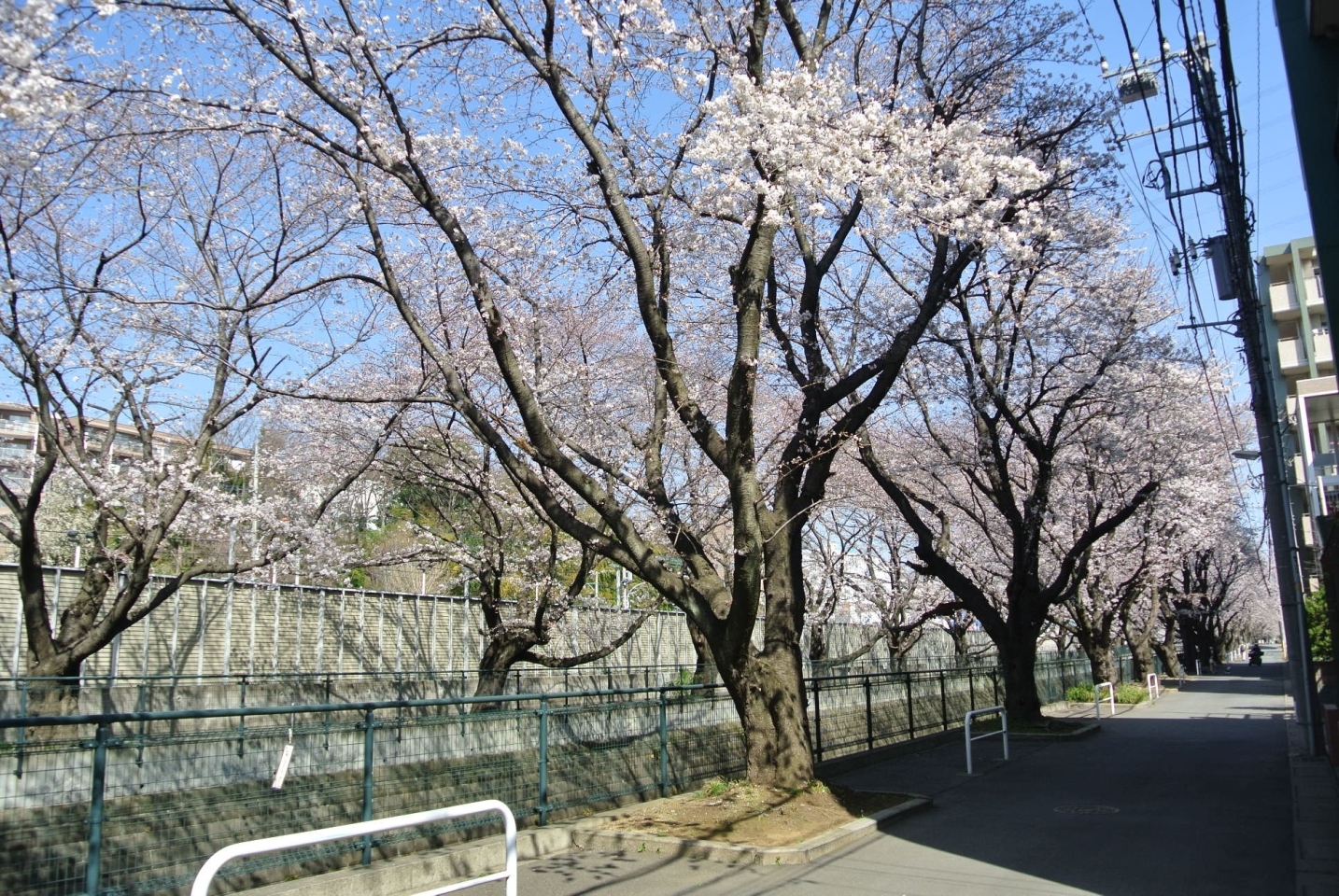 麻生川橋付近 麻生区 お花見するならここ 川崎市の 桜 特集 21年 まいぷれ 川崎市 麻生川橋付近 麻生区 お花見するならここ 川崎市の 桜 特集 21年 まいぷれ 川崎市