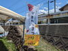 「【西条市下島山渦井川】ひまわり畑へ遊びに行ってきました！（2023年7月16日）」