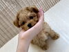 「Babyちゃん ʕ•ᴥ•ʔ」