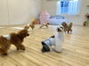 追いかけっこ中😃「ましゅまろ幼稚園🐾パート１」
