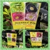 花がない冬にお庭で咲くクリスマスローズ多品種揃いました 三次花壇 十日市店のニュース まいぷれ 三次市