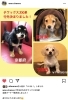 チワックス3兄弟行き先が決まりました