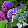 【No.175】　紫陽花　後編
