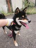 「迷い犬を保護しています【新居浜市役所環境保全課】」