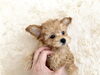 「ぱぱ＆まま募集のプードルbabyちゃん　U*'ω'*U」