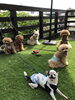 「今日の登園  （＾ν＾）」