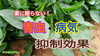 「植物活性剤（初心者コース）　タネのハシモト」